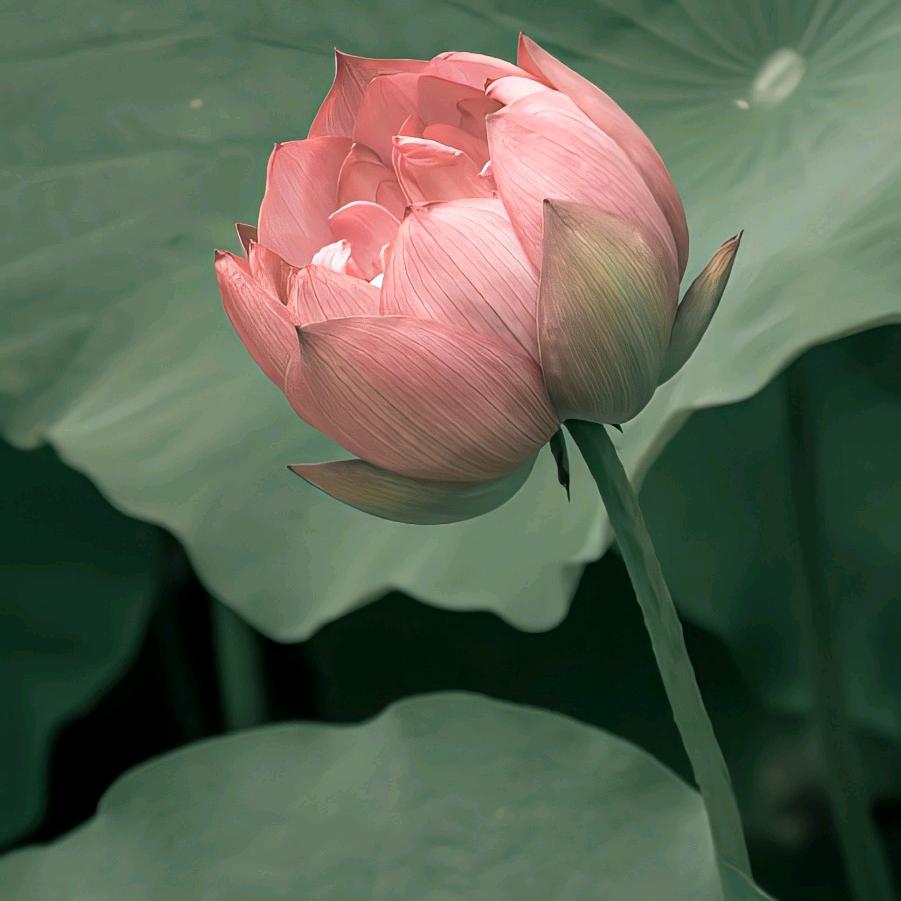 鸿运当头大将军