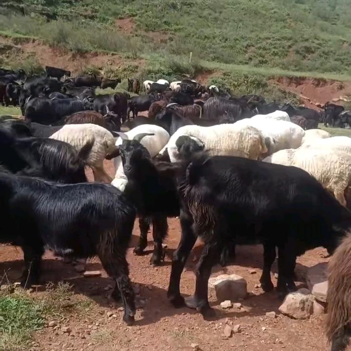 帅   提笔画江山