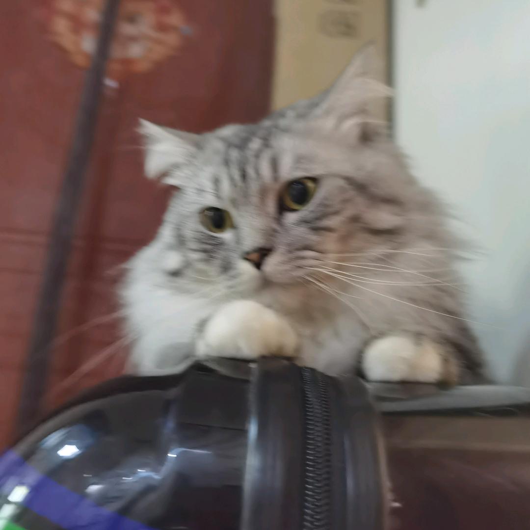 仲妙妙