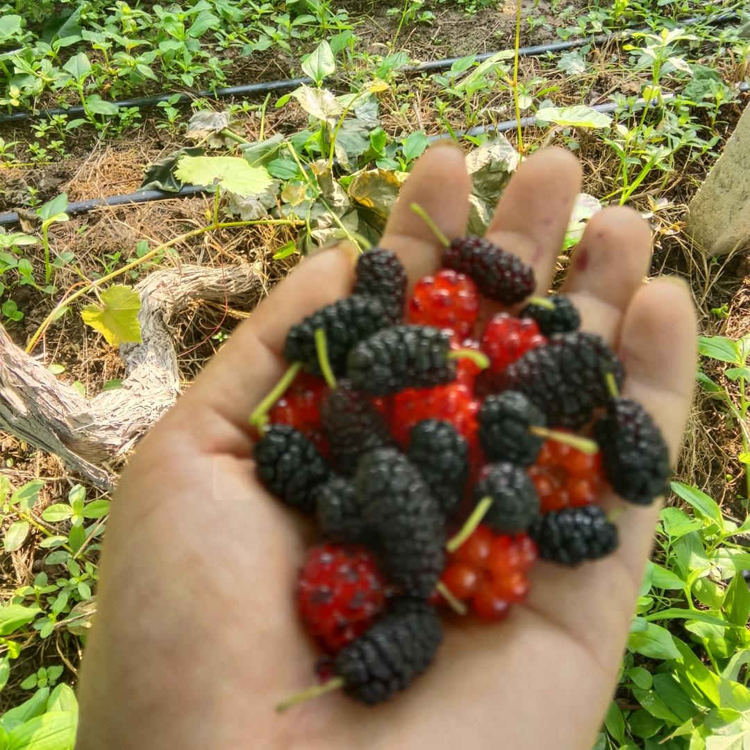 李小红