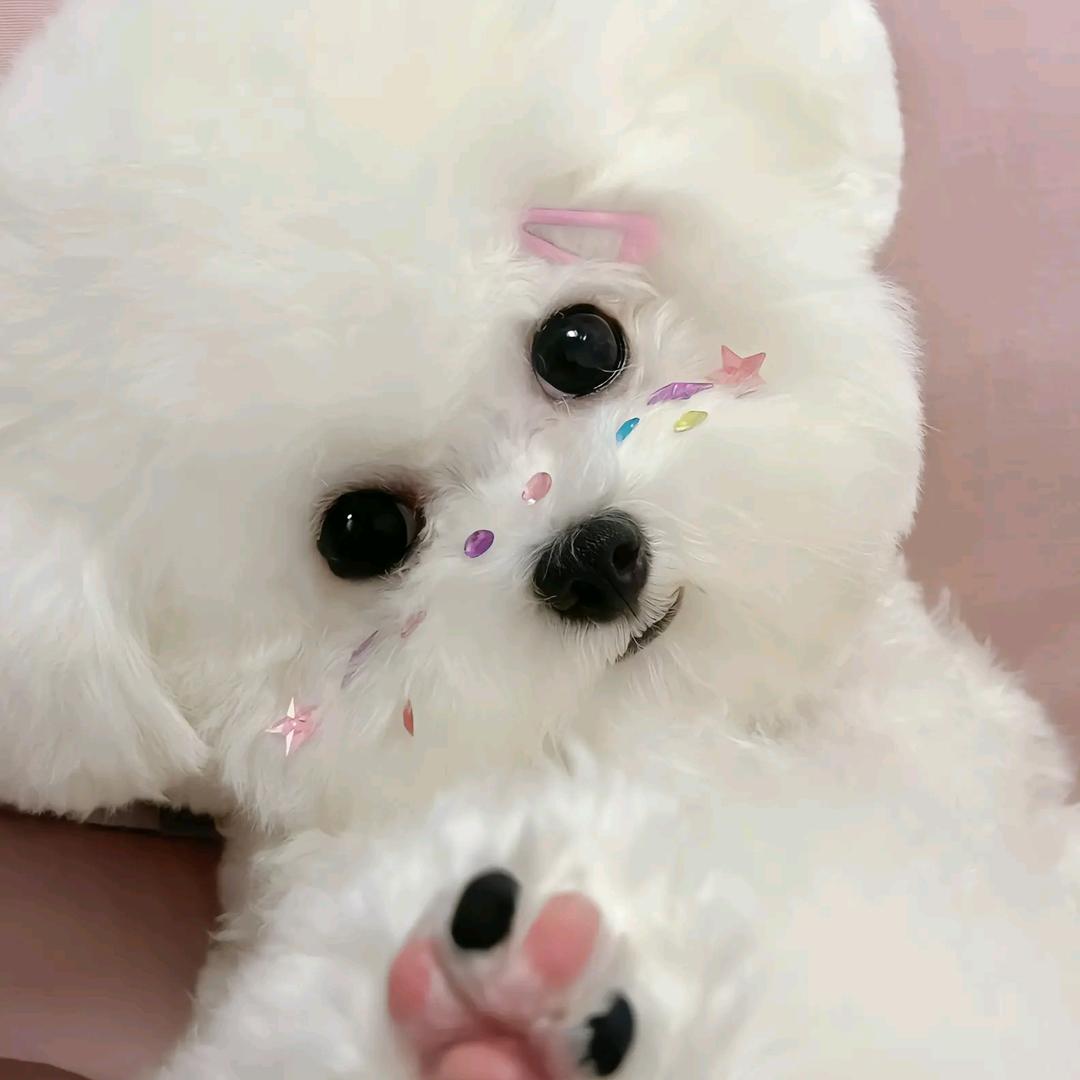 小甜(๑><๑）
