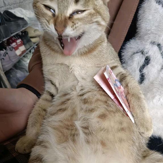 唯一钱包已被猫叼走