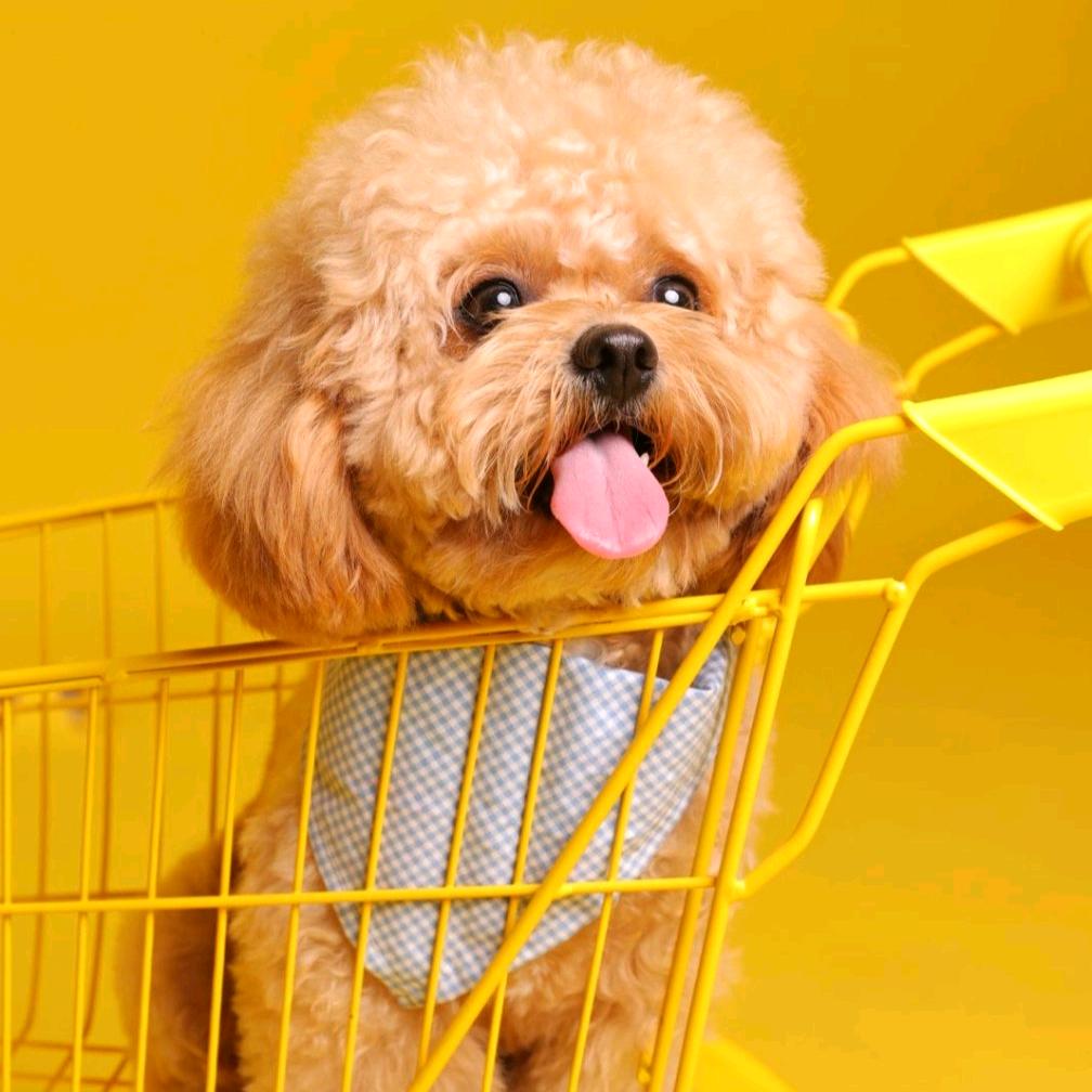 球球是只马尔泰