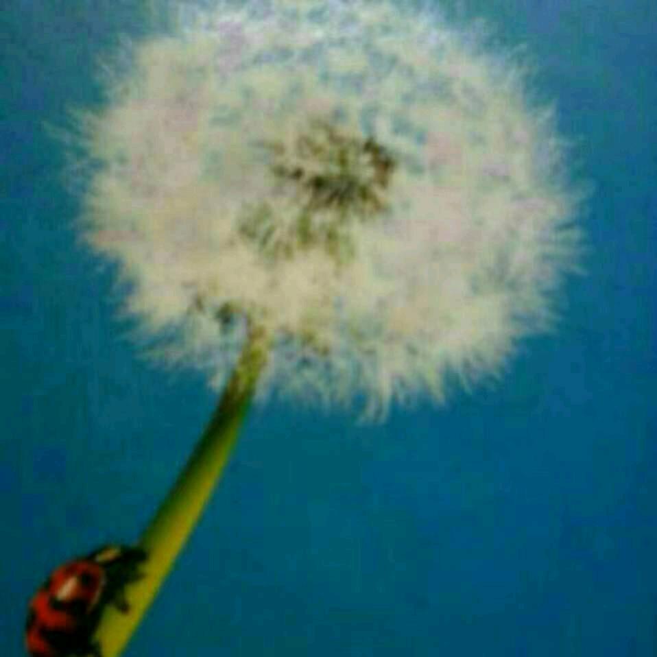 蒲公英的约定。