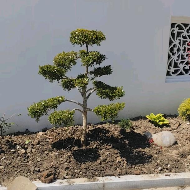 专供各种造型树