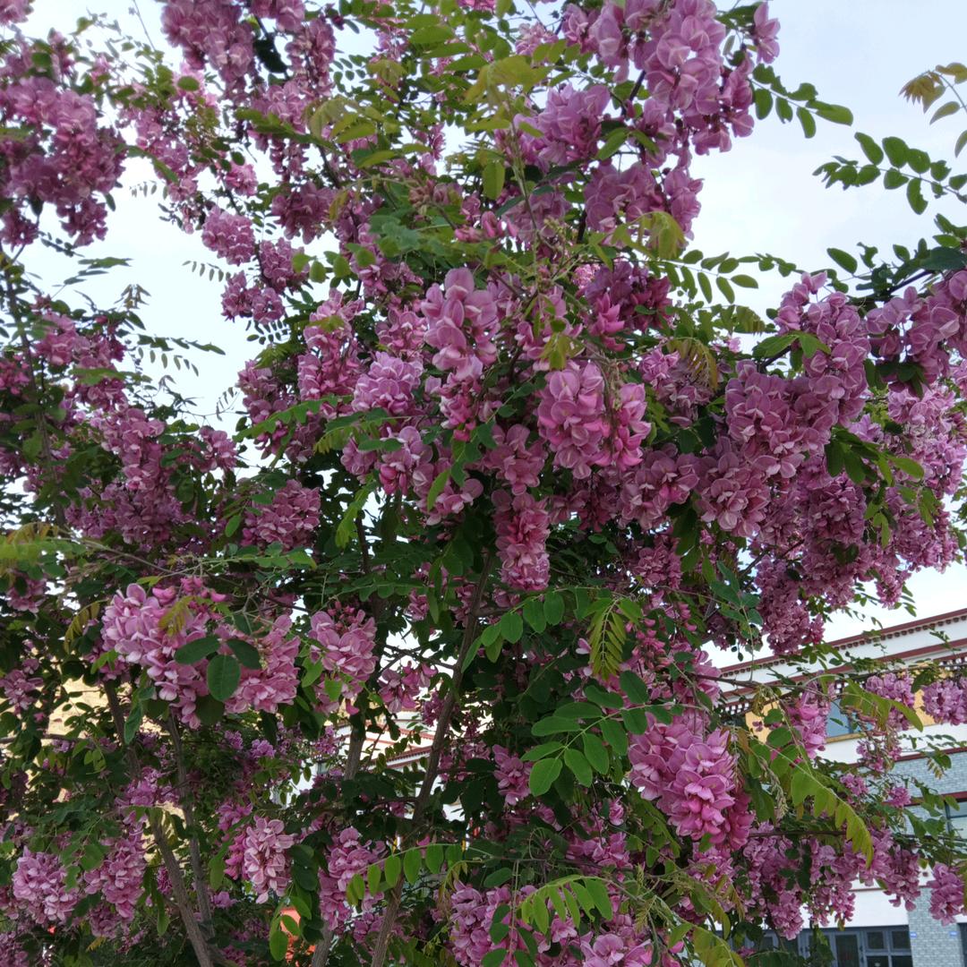 老有所乐🌷🌷