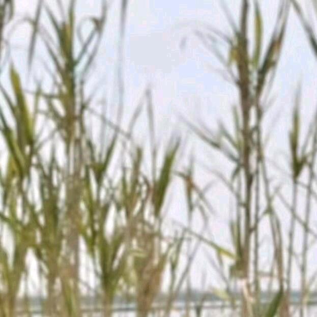 风雨来风雨去，一切都交给天意