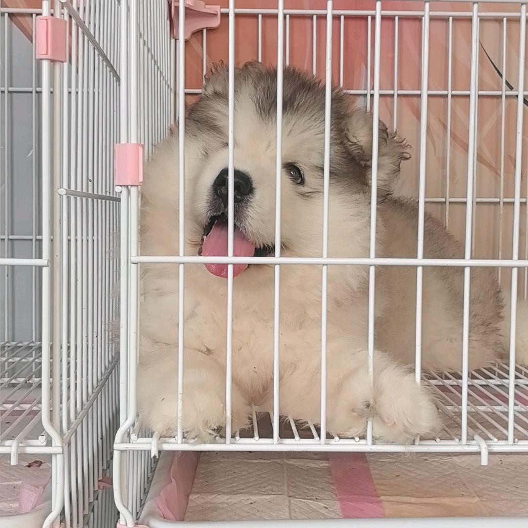 天旺宠物熊版阿拉斯加雪橇犬