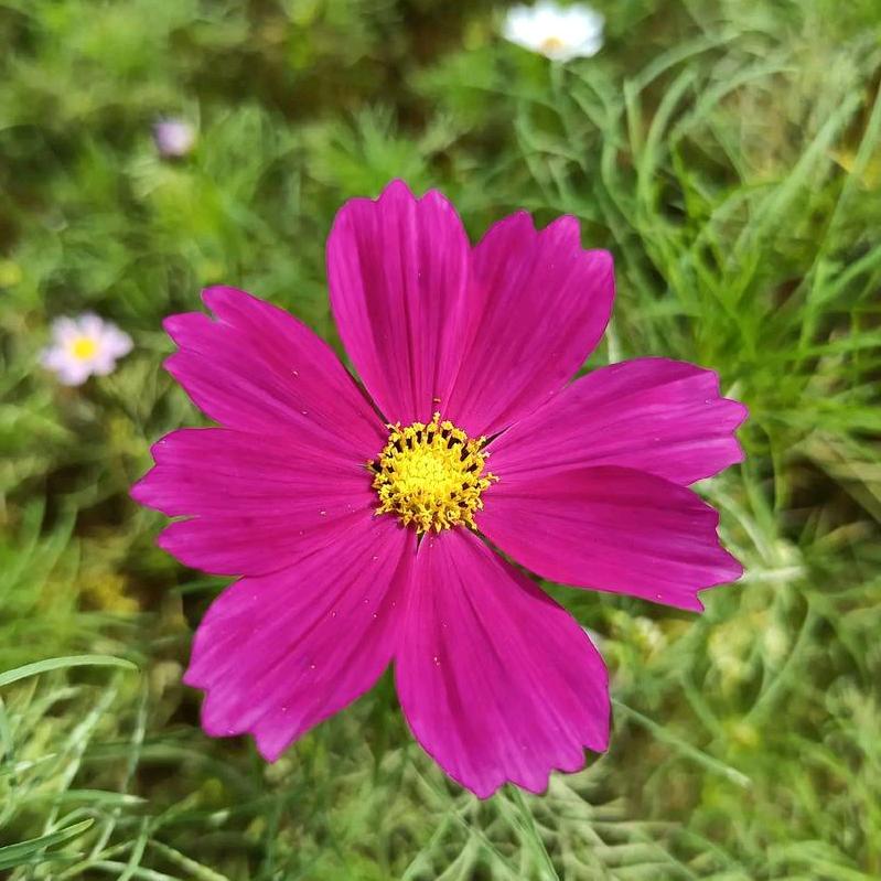 平平淡淡的小日子