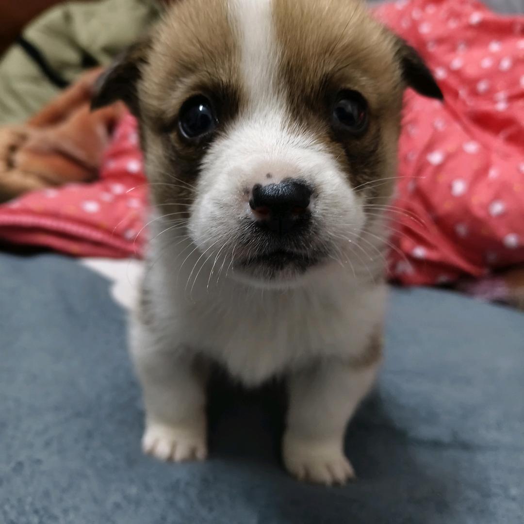 小黄总