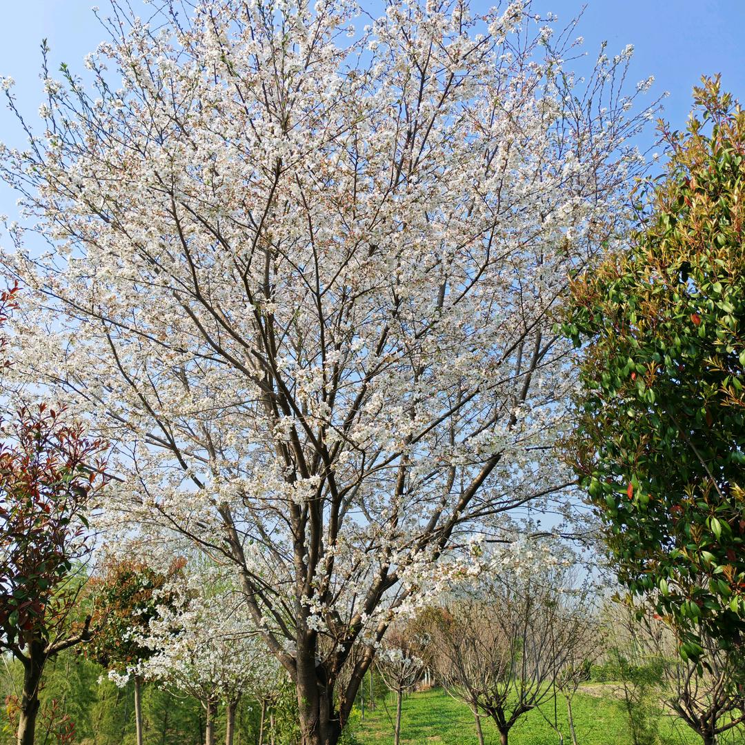 （保同）雪松基地，工程苗木齐全