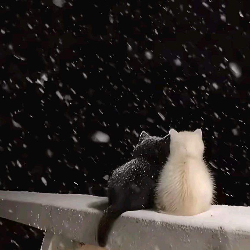 等风等雨也等你🌹