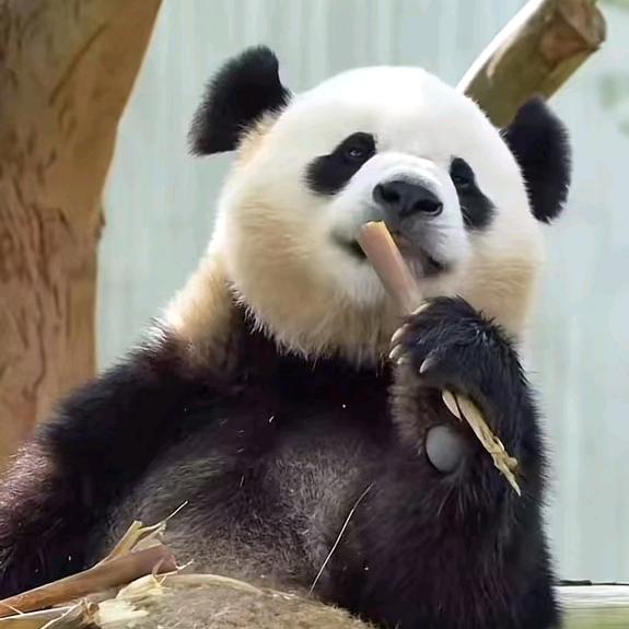 碧海蓝天🐼【等宝力青宝回家】