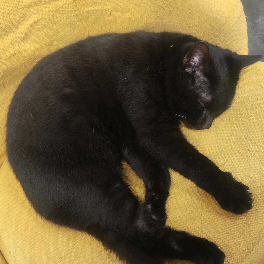 横折竖折折钩横