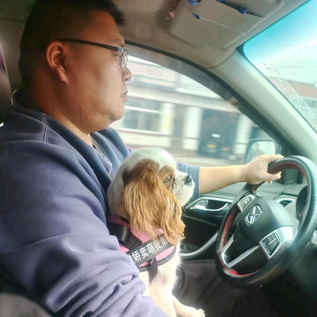 🐺查理王-骑士比熊-比熊繁殖基地