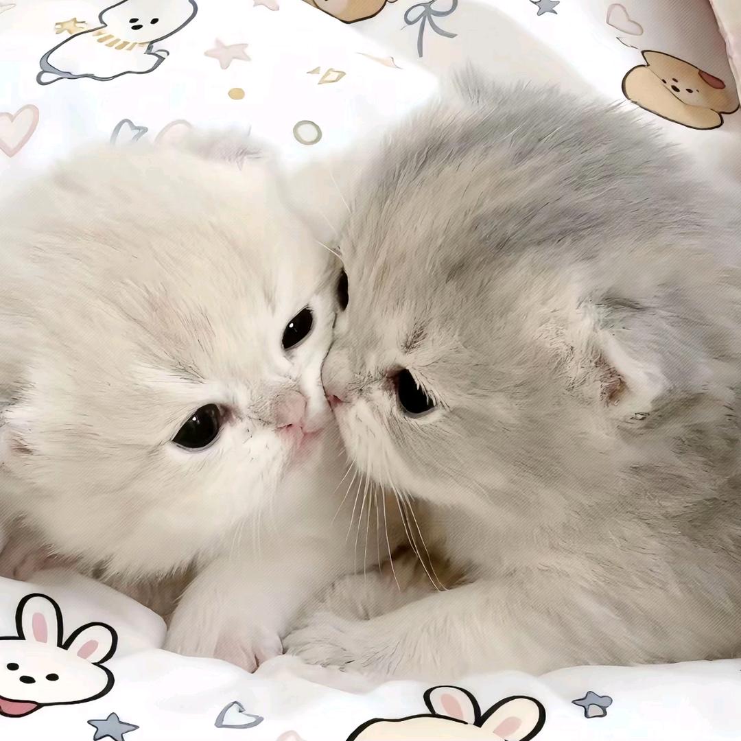 帆帆控