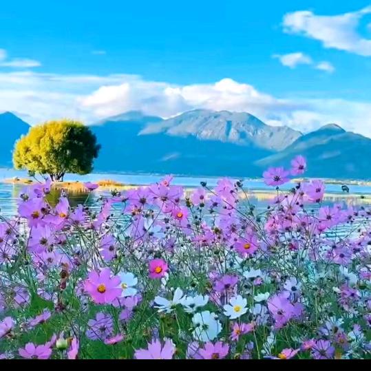 格桑花