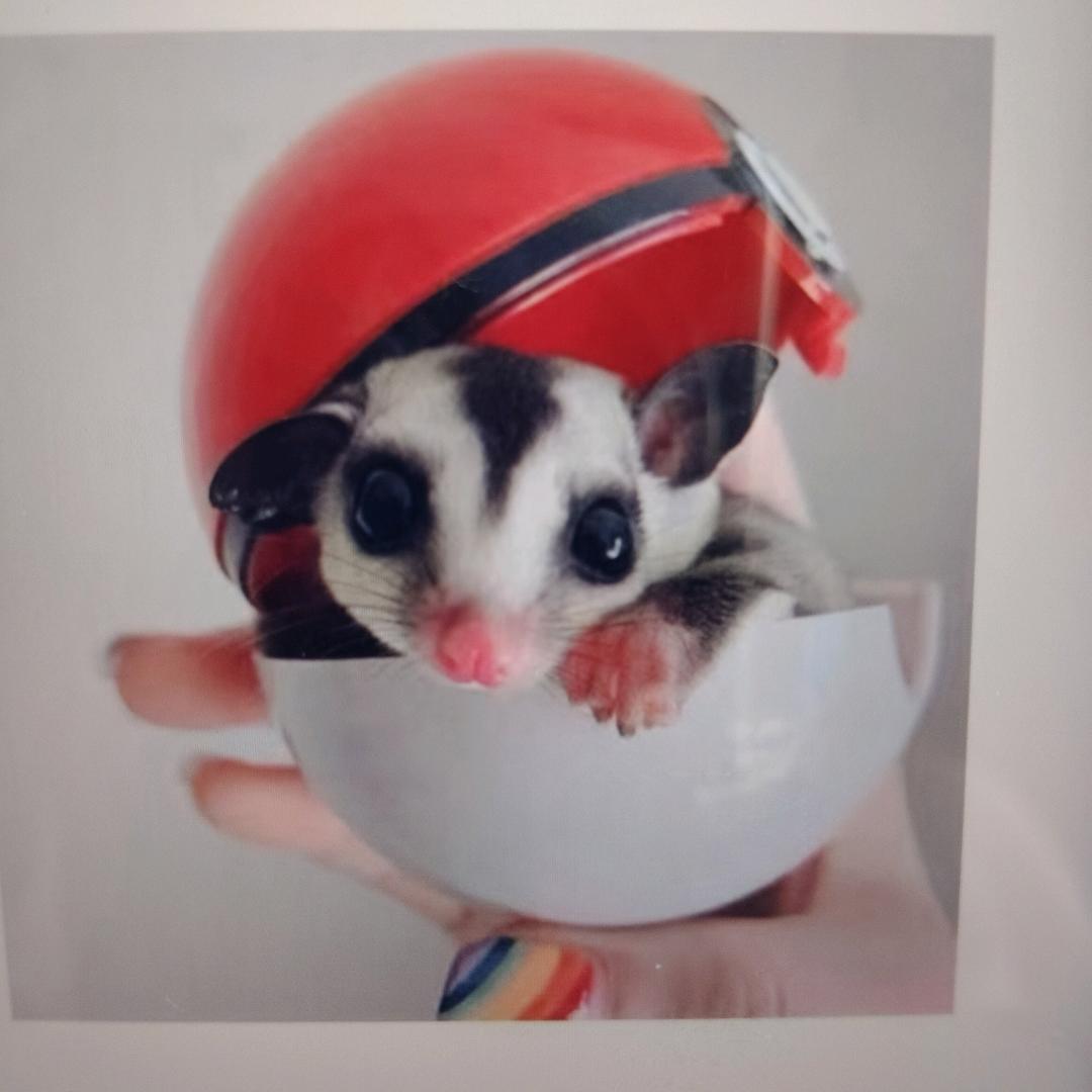 嘉嘉蜜袋鼯小飞鼠