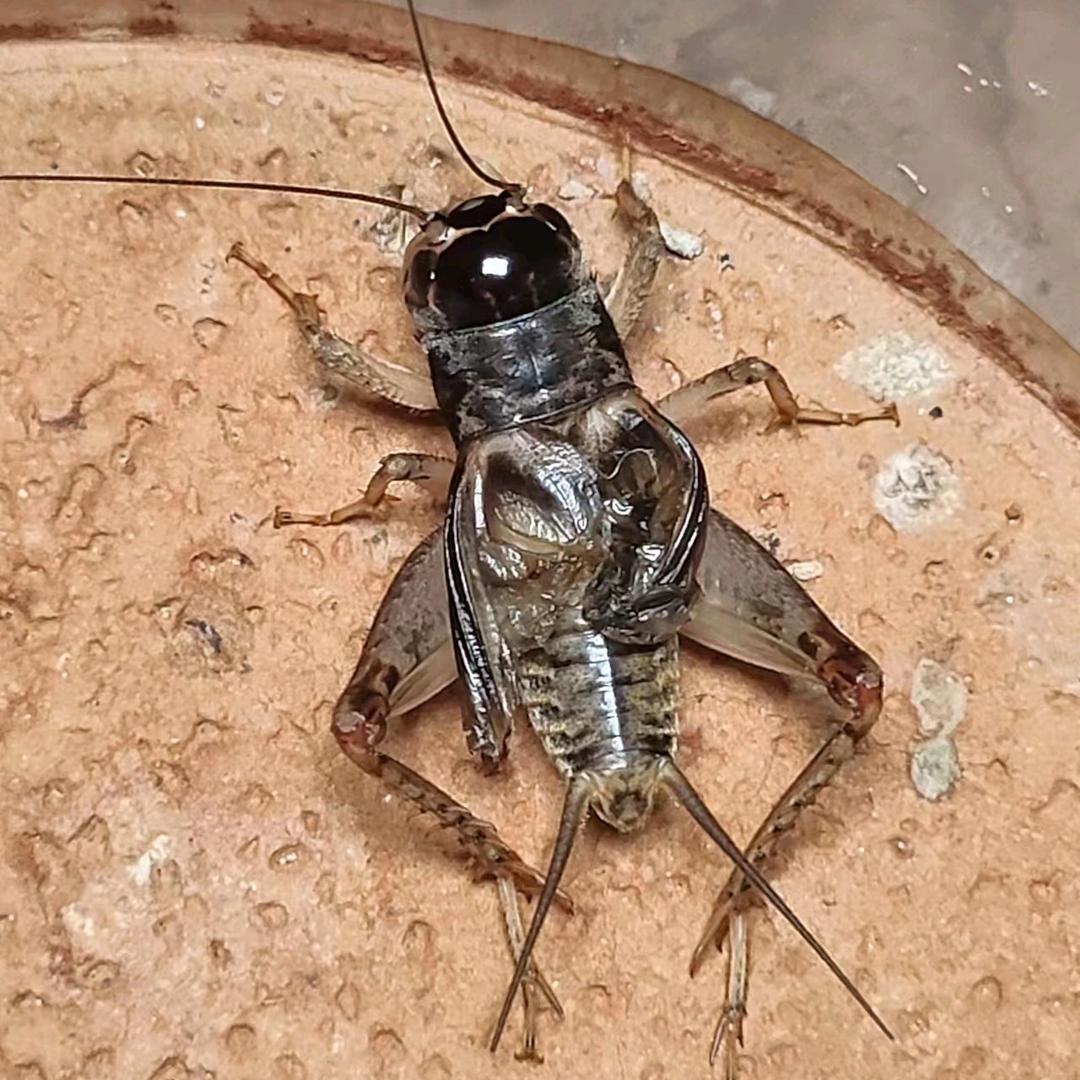 00后撬子手