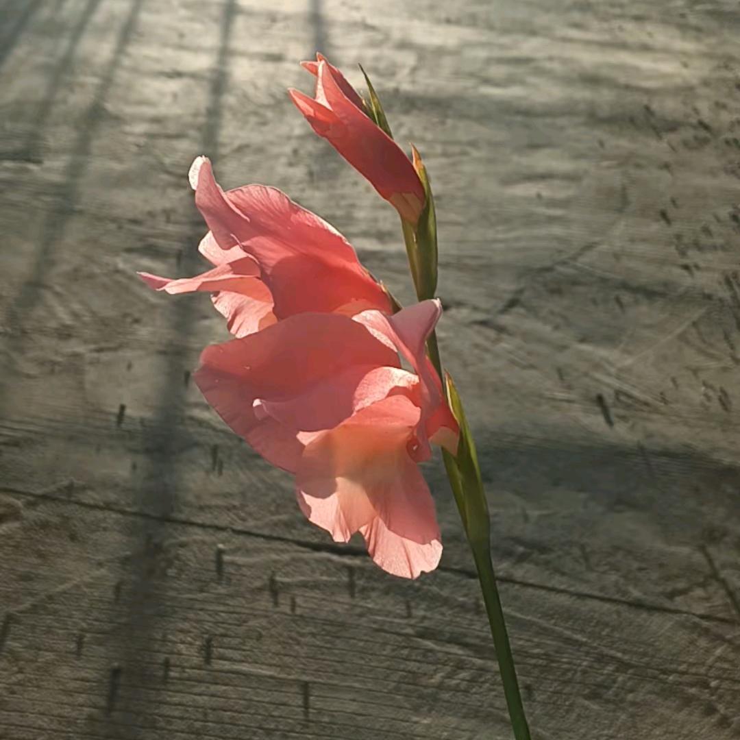 红楼幽谷