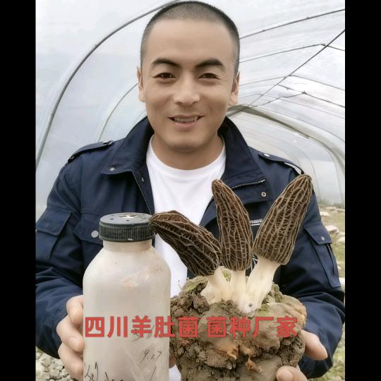 四川羊肚菌（萧）菌种厂家