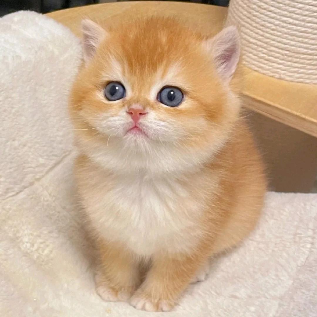 宠之心猫猫舍(麦锚留V～)