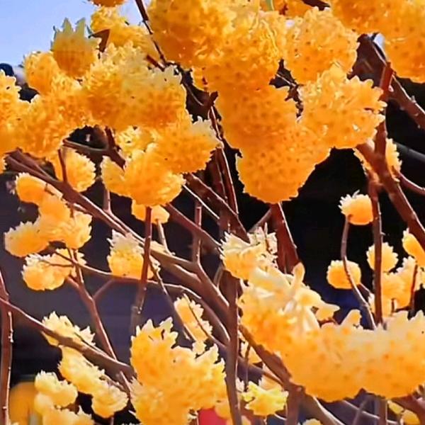梦花影视
