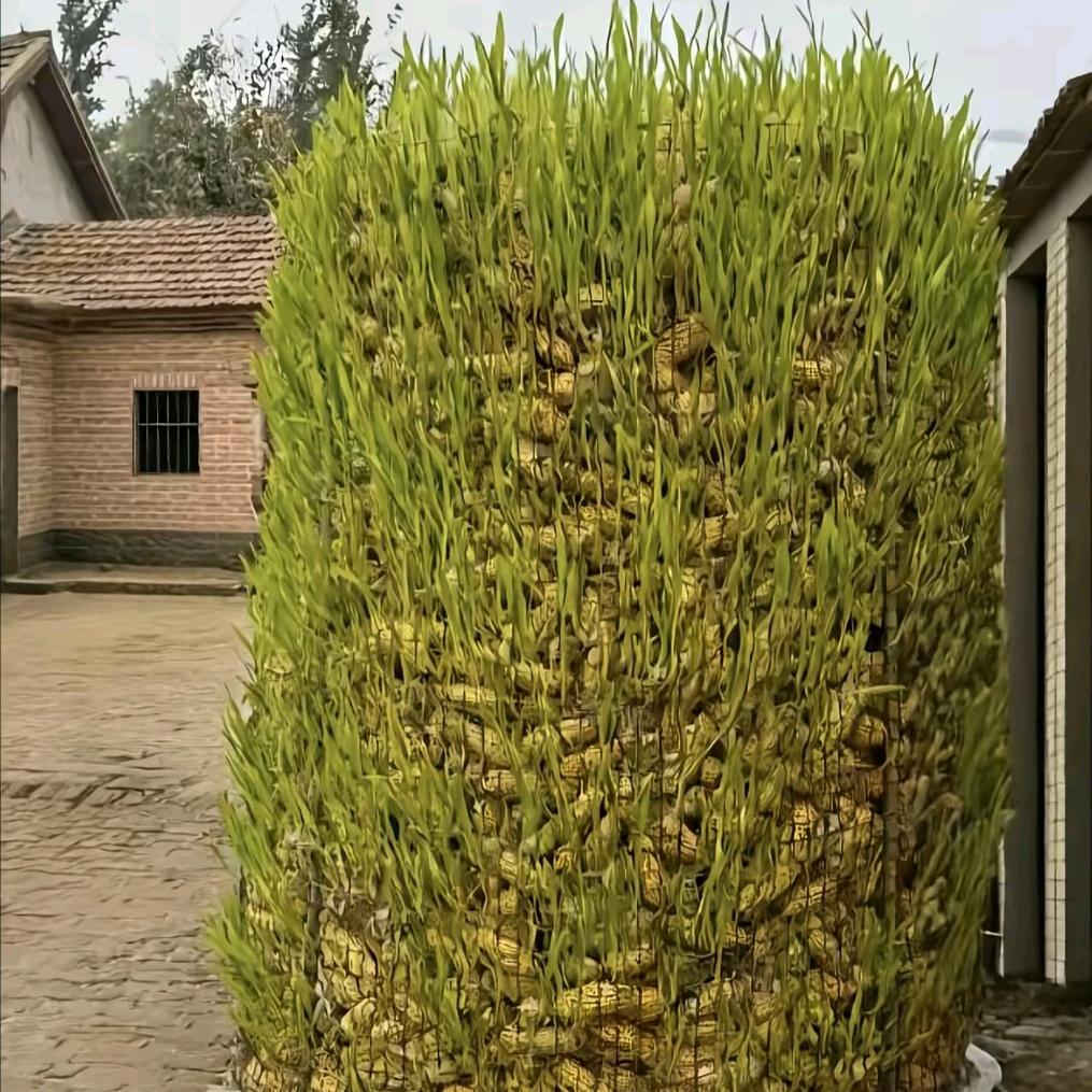 杨杨利利