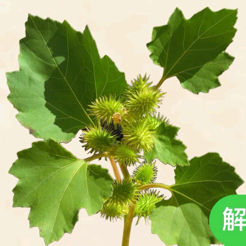 苍耳百草花