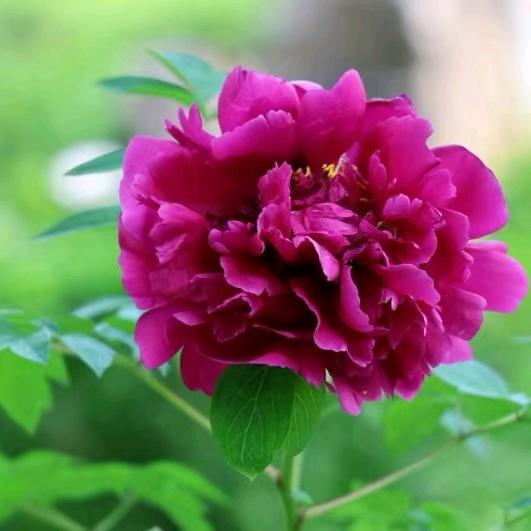 芳