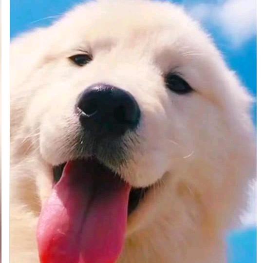 我是🐶但我不舔