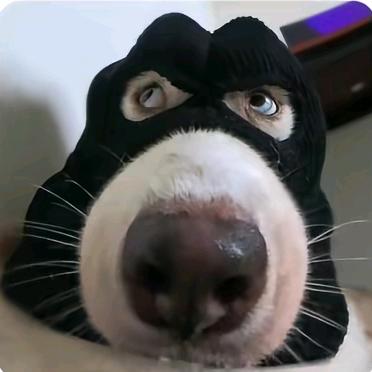 豆豆的小狗୧⍤⃝🍗