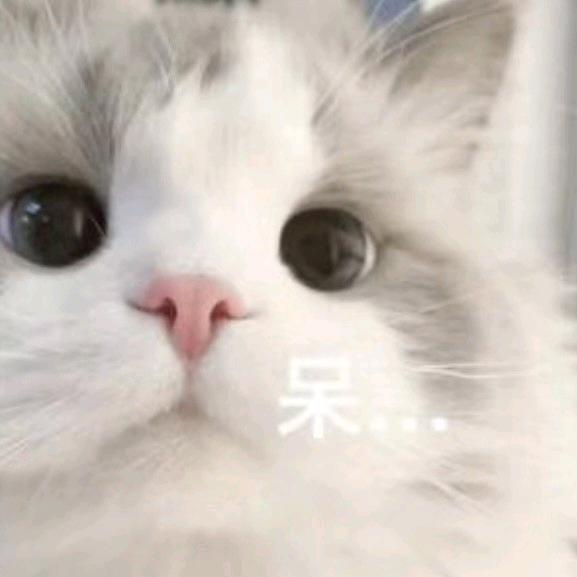 流浪小猫-