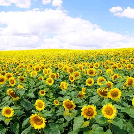 ☀刀郎乐迷＊紝氏＊熹☀