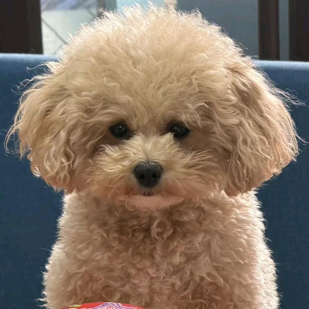 橘子🍊🐾