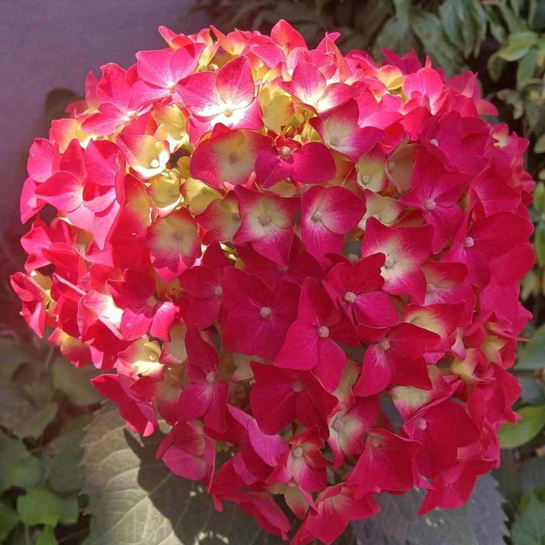 枝遥豪艺绿植专卖店