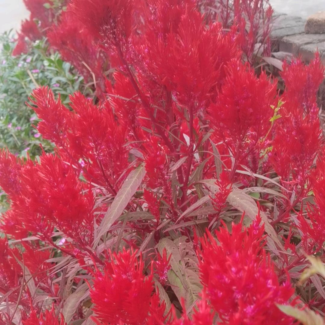 花好漂亮哟