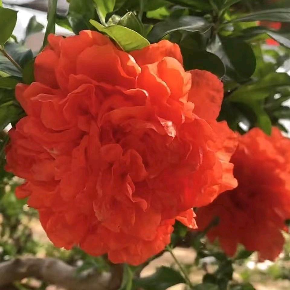 福连花卉园艺