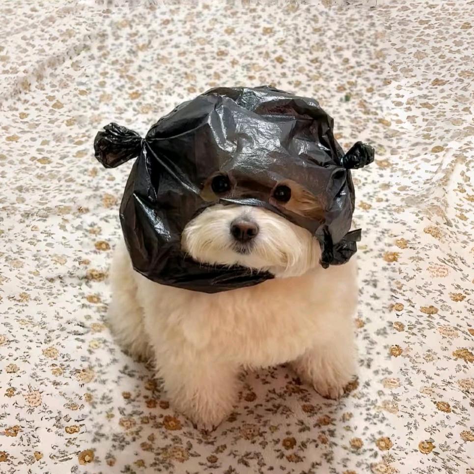 昂布里不不头像