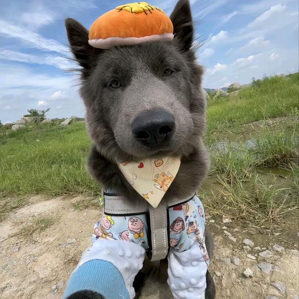 愤怒的公牛