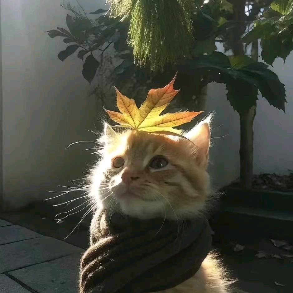 蓝橘伊