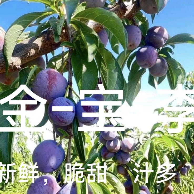 彩虹的梦