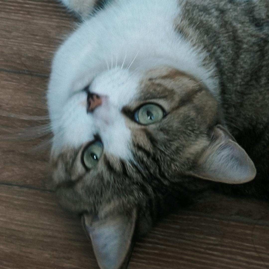 无端巧计将人陷