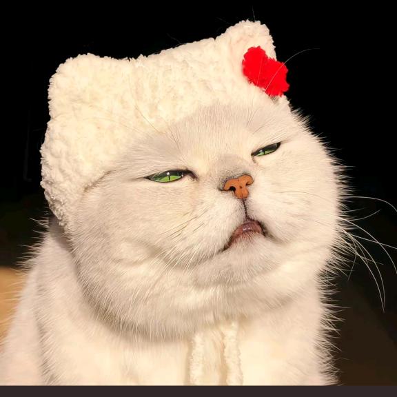 (っ˘зʕ•̫͡•ʔ