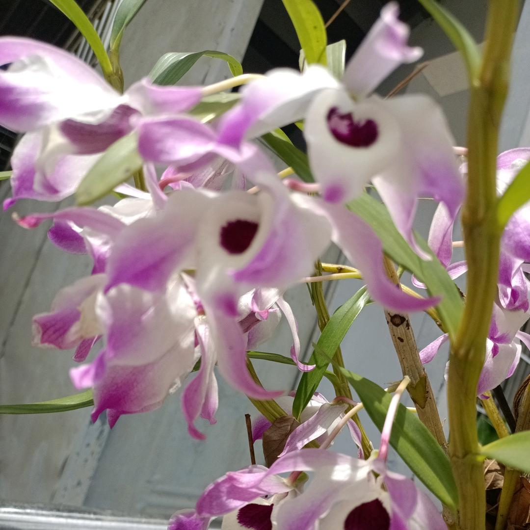 菌姐