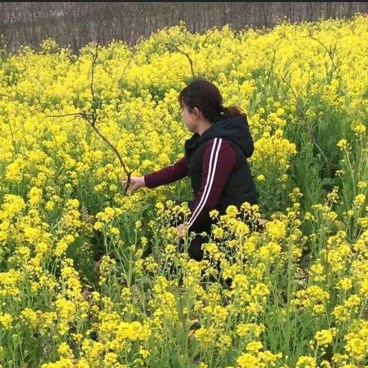让心归林