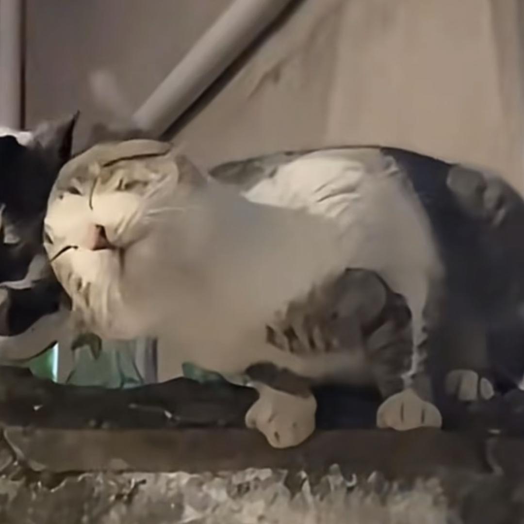 桃子九