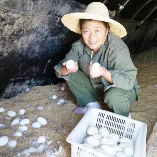 苏北鹅嫂生鲜鹅蛋