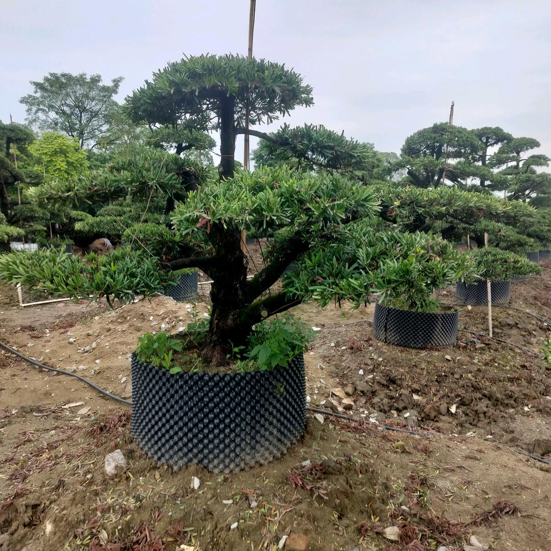 平凡之路⊙﹏⊙