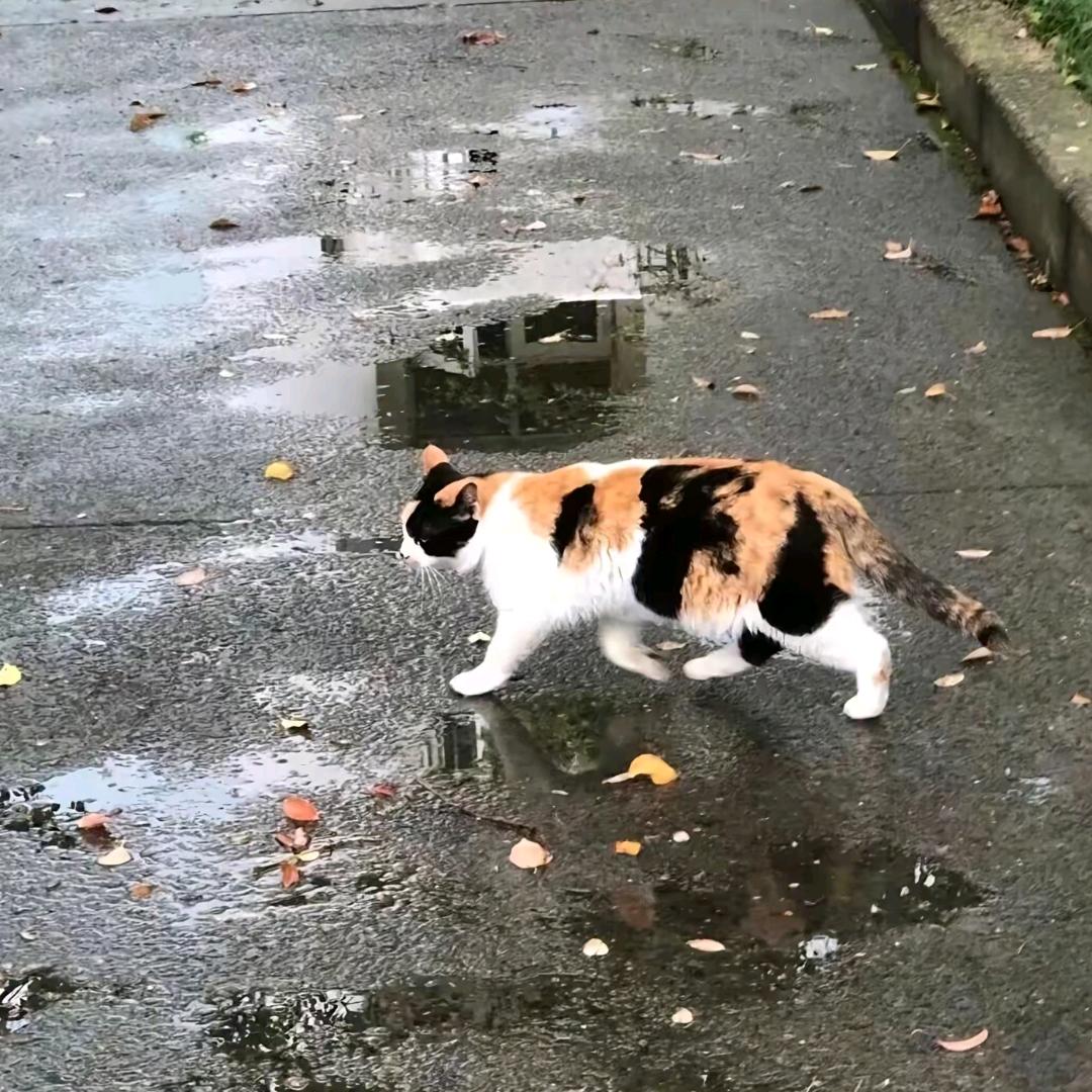 一场夢